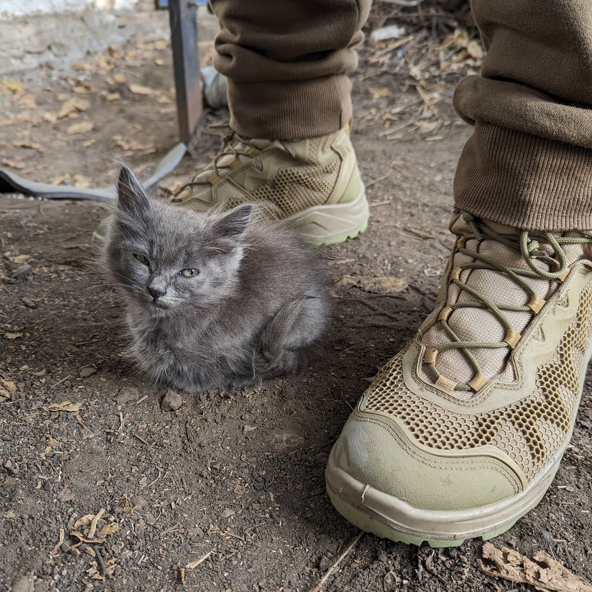 Якщо держава не даватиме солдатам котів, щоб боротися з мишами, солдати вирощуватимуть їх самостійно