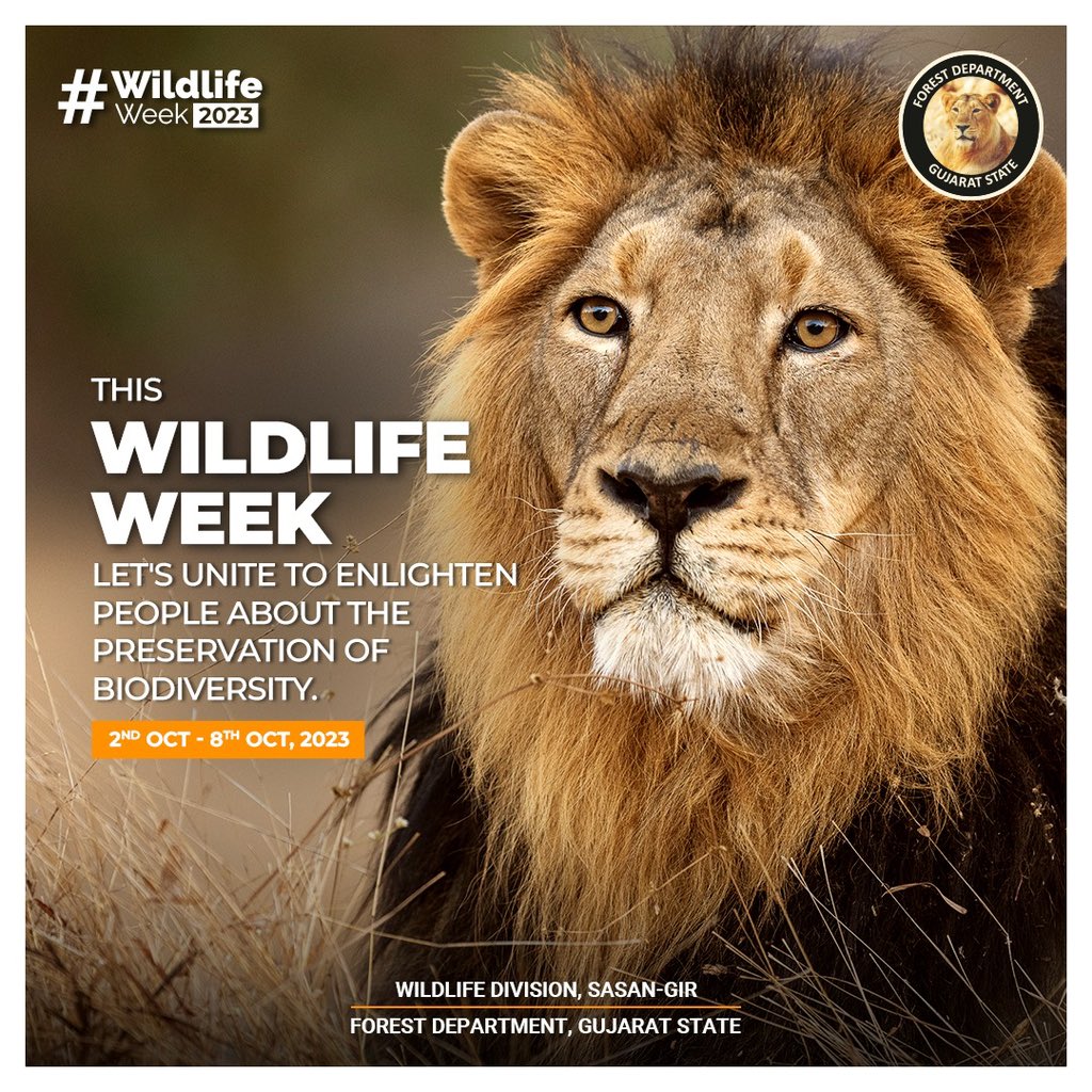 #WildlifeWeek2023 #Gir #AsiaticLion #Conservation @PccfWildlife @HoffPccf @CMOGuj @moefcc