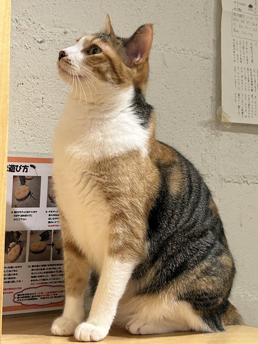 GainsightJP's tweet image. 本日はリチャージデイでした。月一である会社全体のお休みで、文字通り英気を養うために社員は活用します。究極の癒しを得るべくネコカフェ😺に行って参りました。皆さまもよい連休をお過ごしください！#カスタマーサクセス