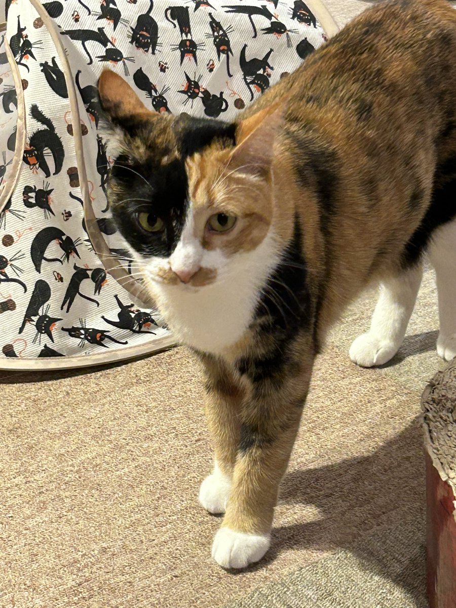 GainsightJP's tweet image. 本日はリチャージデイでした。月一である会社全体のお休みで、文字通り英気を養うために社員は活用します。究極の癒しを得るべくネコカフェ😺に行って参りました。皆さまもよい連休をお過ごしください！#カスタマーサクセス