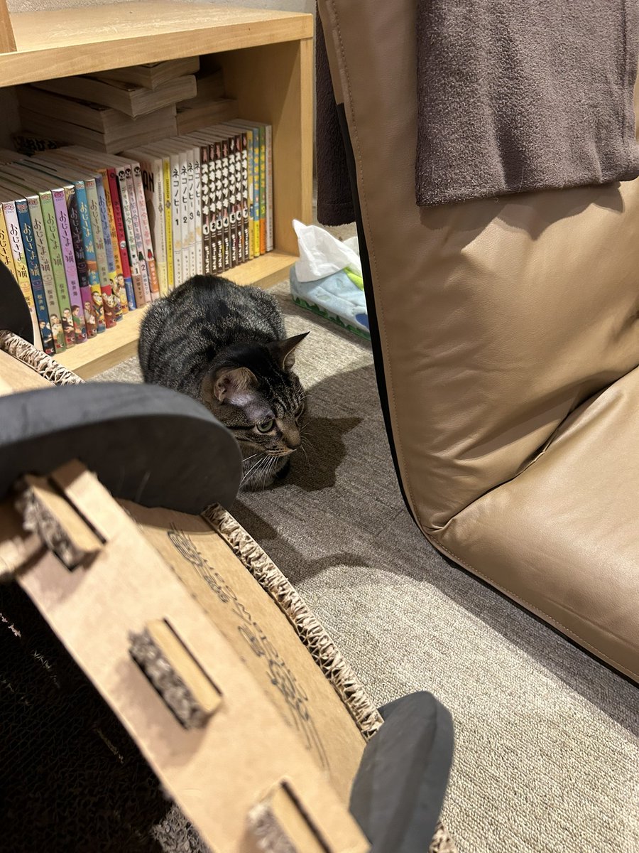 GainsightJP's tweet image. 本日はリチャージデイでした。月一である会社全体のお休みで、文字通り英気を養うために社員は活用します。究極の癒しを得るべくネコカフェ😺に行って参りました。皆さまもよい連休をお過ごしください！#カスタマーサクセス