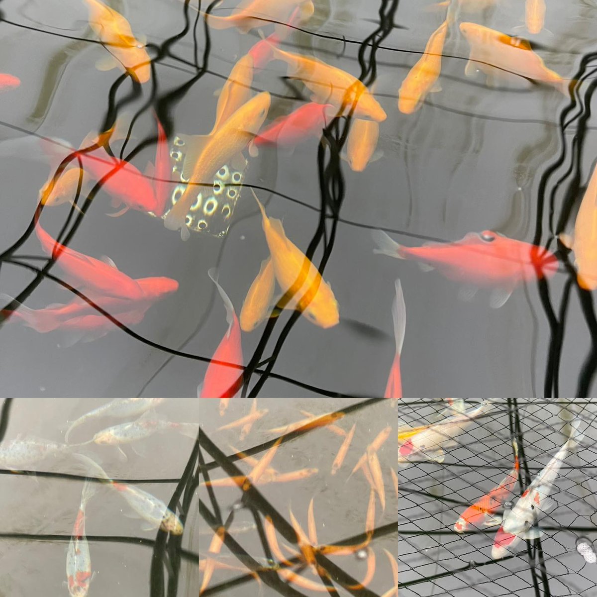 BUY ONE GET ONE FREE

Further reduction on all pond fish including gorgeous goldies, koi and orfe!