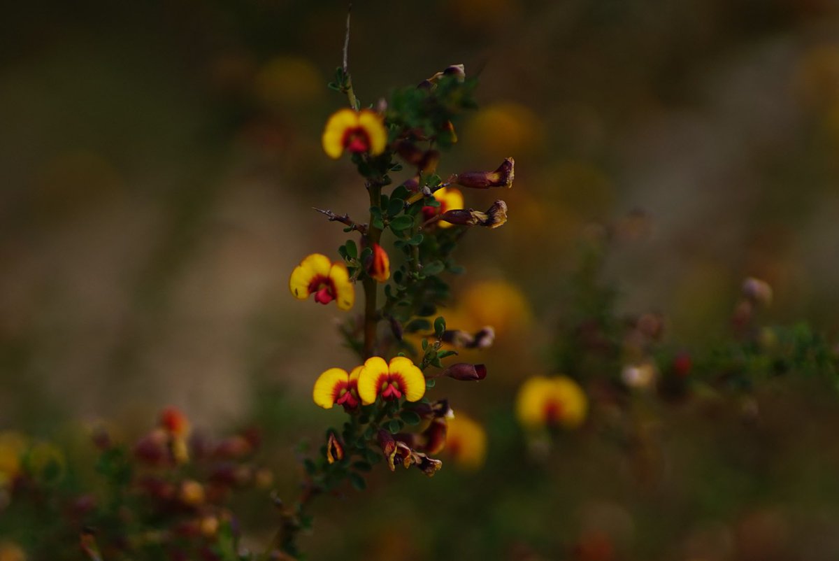 lost_in_botany's tweet photo. The ever so thorny #Bossiaea spinescens! https://t.co/XOjC4XQPiE