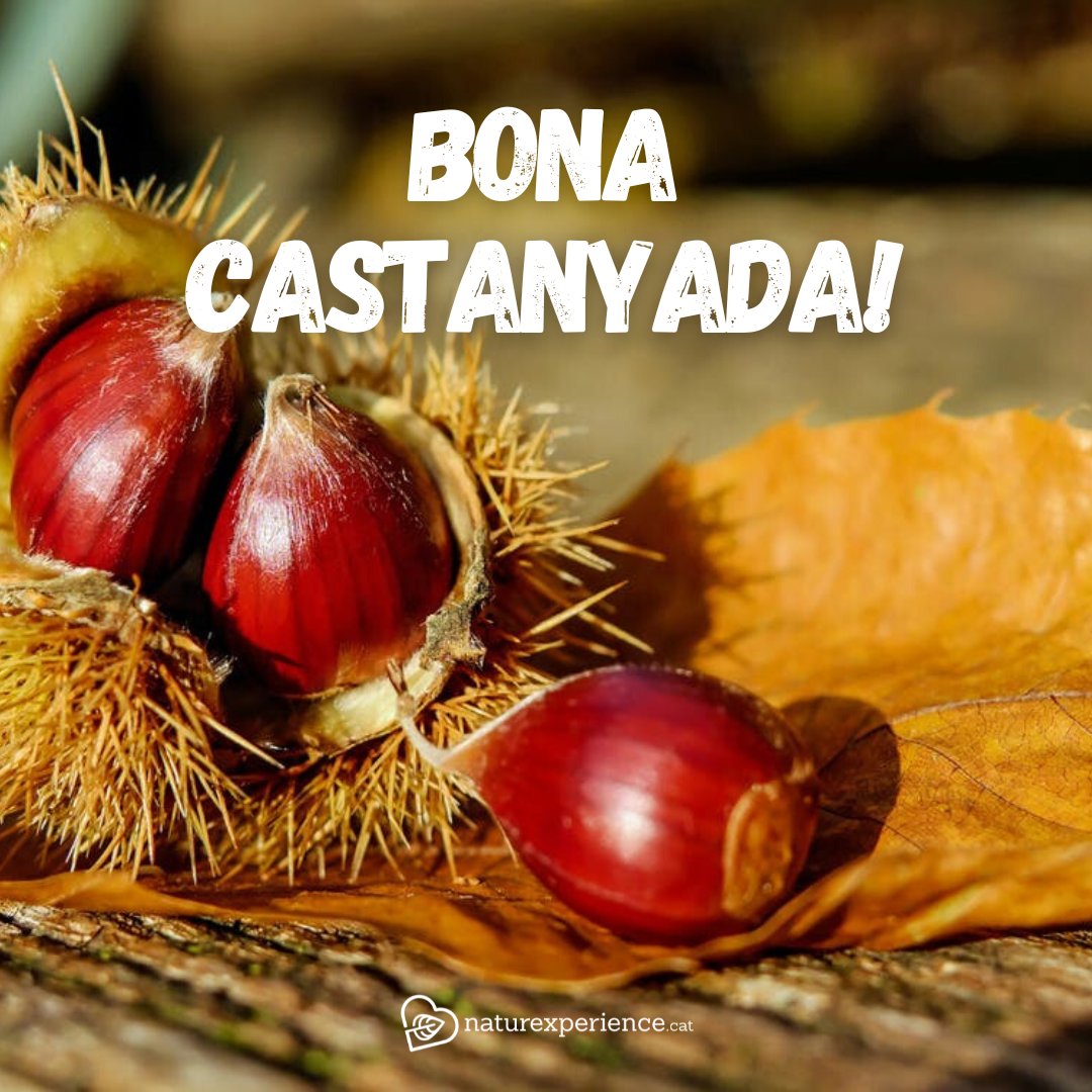 Des de #Naturexperiencecat us desitgem una bona Castanyada! 🌰🍂🧡

#castanyada2023