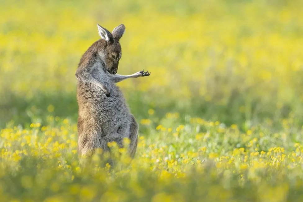 Kangaroo loves AC⚡️DC  🦘🎸🎵🎶🎵🇦🇺😃
#AirGuitar #RockAndRoll #FridayFeeling #FridayVibes #FridayFunDay #ACDC