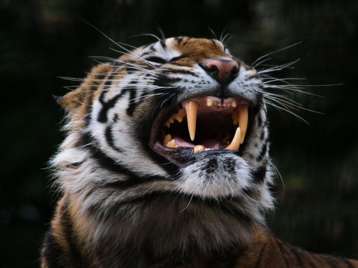 WelshMountainZo's tweet photo. 😄 It's World Smile Day! 😄

To celebrate World Smile Day, let us know in the comments which animal makes you smile here at the Zoo 👇

#WorldSmileDay #LetsSmile #WelshMountainZoo #NationalZooOfWales #Eryri360 #TenTop https://t.co/Unk6eh7T3k