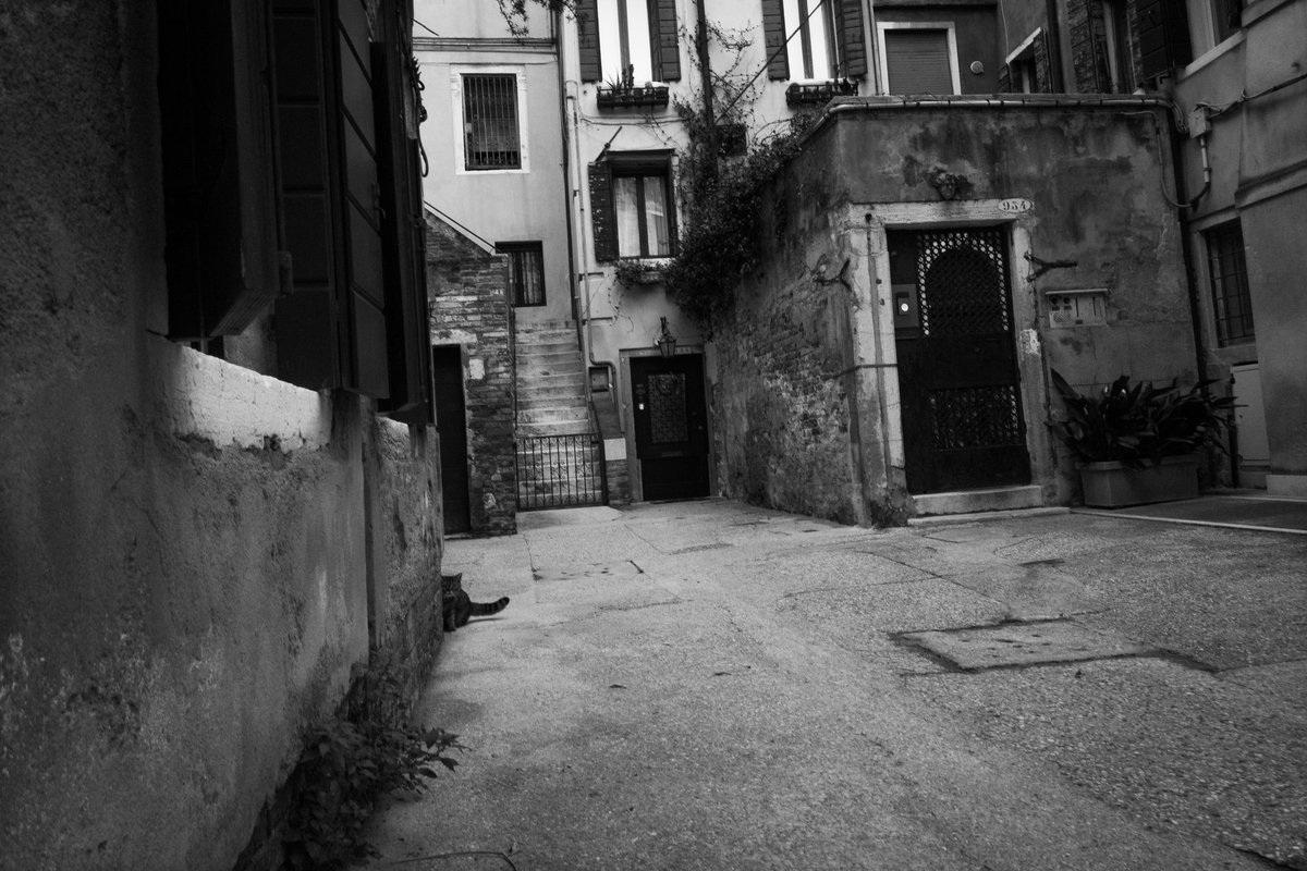 Dgdave76's tweet photo. #28mm #catsofvenice #streetphotography #bnw #venezia #venice https://t.co/F1mmF1uqSv