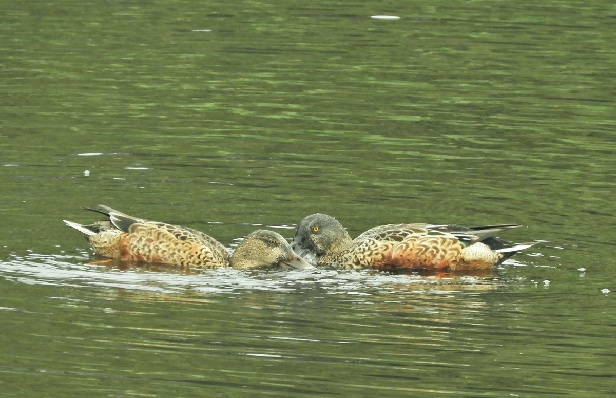 Phil Bull tweet media