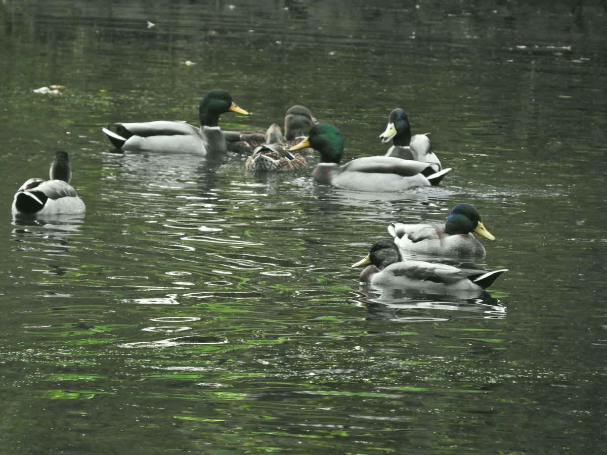 Phil Bull tweet media