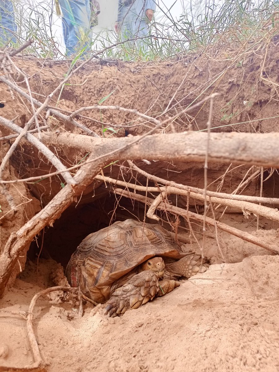 FAOSenegal's tweet photo. 📍Louga|1️⃣ -5⃣ Octobre
Le projet #RIPOSTE a accompagné la visite de l'@UEauSenegal à Koyli Alpha
✅Pour suivre la campagne de reboisement🪴
✅Les travaux de clôture des parcelles dans la zone sylvopastorale 🌱
✅Soutenir le dvlpt de l’écotourisme 🐢
#EUGreenDeal #PSEVert https://t.co/97cOMaHIHr