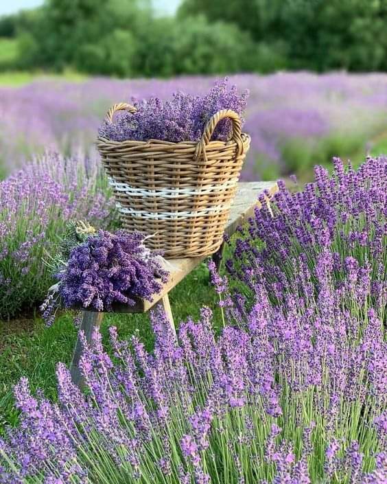 💜 GOOD MORNING 💜💚💜
#naturelovers #nature #NatureBeauty