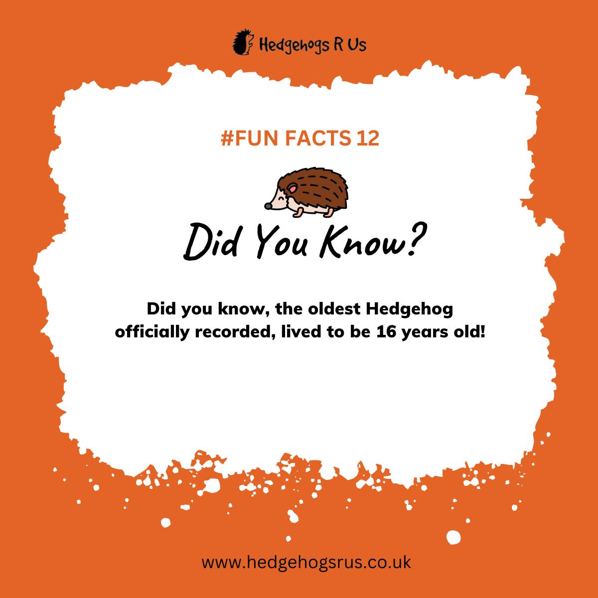 Hedgehogs R Us tweet media