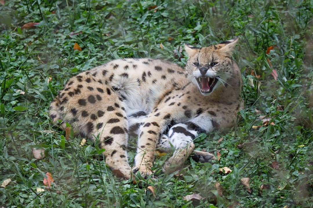 UWEC_EntebbeZoo's tweet photo. It's a Roaring Friday! Visit @UWEC_EntebbeZoo &amp; share incredible memories with our wildlife. 
#TGIF https://t.co/tNj72uzhWP