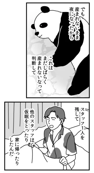 アドベンチャーワールドのパンダ・良浜を 取材するマンガも今回で6回目!     今回の見どころは 小さすぎる赤ちゃんと 獣医さんの牛柄パジャマです。  #アドベンチャーワールド #パンダ