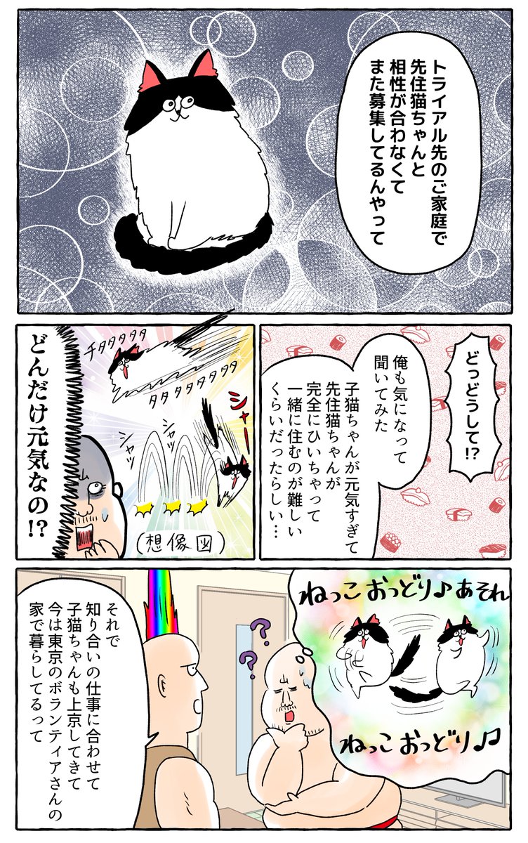 南の島から来た保護猫②(2/2)