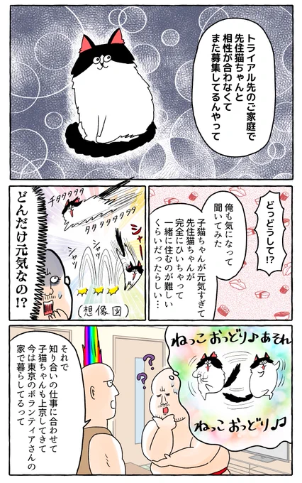 南の島から来た保護猫②(2/2)