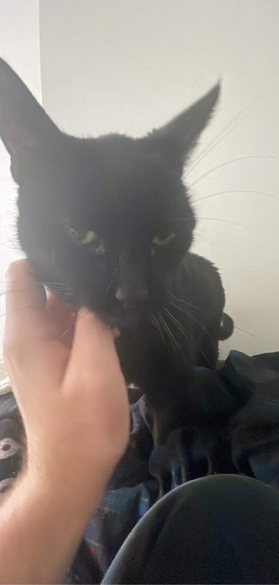 reaplly's tweet photo. he spent his last few days getting lots of treats, wet food, and cuddles in bed https://t.co/sCiYmT1PtQ