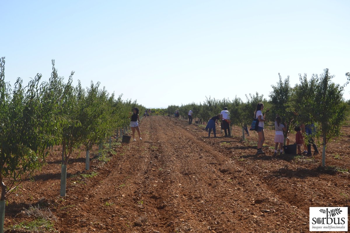 Las primeras almendras del proyecto de diversificación de especies y aprovechamientos de <a href="/VILELaFinca/">VILE La Finca</a>  recolectadas a mano por sus propios consumidores finales. Arboricultura sostenible integrada con la producción de vino local de calidad.
#sorbusproyectos #Almendros