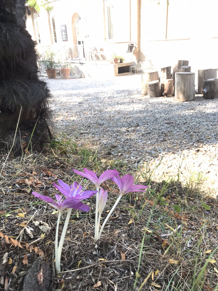 Beautiful autumn crocuses are blooming right now in front of our building! Thanks to Laura and the team of our sustainable garden for their efforts beautifying our surroundings! 

#permaculture #siena #sustainability #autumn #urbangarden #studyabroad #studyaway #tuscany #italy