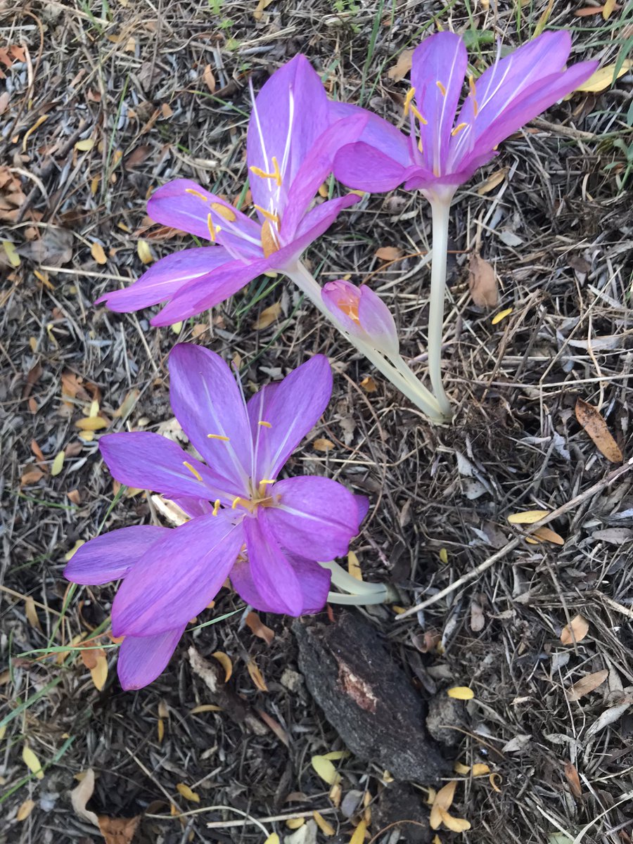 SienaSchool's tweet photo. Beautiful autumn crocuses are blooming right now in front of our building! Thanks to Laura and the team of our sustainable garden for their efforts beautifying our surroundings! 

#permaculture #siena #sustainability #autumn #urbangarden #studyabroad #studyaway #tuscany #italy https://t.co/YohJQf9LGW
