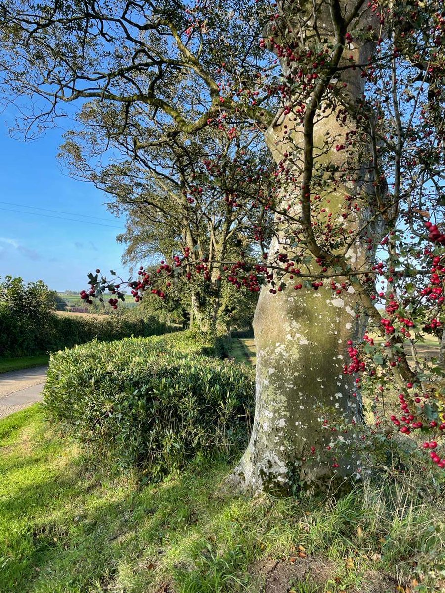 <a href="/caldyr99/">Martin Frowd</a> <a href="/mystrale/">💙 Ann Marie Frowd 💙</a> <a href="/biomouse/">Biomouse (find me on Mastodon)</a> <a href="/superMedSec/">Helen M Anderson Durowoju 🌻🇺🇦🇬🇧🏴󠁧󠁢󠁳󠁣󠁴󠁿</a> <a href="/emswifthook/">Eleanor Swift-Hook</a> <a href="/RoseMontague/">Rose Montague</a> <a href="/KatStilesAuthor/">Kat Stiles</a> <a href="/Grasshopper2407/">Claire Buss MYTH IN THE MOUNTAIN</a> @steel_jo <a href="/PukahWorks/">K. Caffee</a> @MargenaHolmes @ArylShanti <a href="/amyunchained/">Ames (they/them) 🩷💜💙</a> <a href="/chloehammond111/">AuthorChloeHammond</a> <a href="/wanderlustlost/">riverdaughter #ReclaimTheGenderQueerFlag 💜🤍💚</a> <a href="/BellaRizinti/">🏳️‍🌈 Izzy Rizinti</a> <a href="/galaxaure/">Mute Is What We Aim For 🏳️‍🌈🏳️‍⚧️⚓️</a> <a href="/MeredithAncret/">🌈 My motto: It could have more lesbians 🌈</a> @Archaema It’s Friday and October skies
Are mild and blue as smiling eyes
And dog and I the breezes chase
With laughing feet and singing face
While muse, amused does watch our game 
As autumn sunshine stokes her flame
And maybe in the cool of night
She may decide that we should write