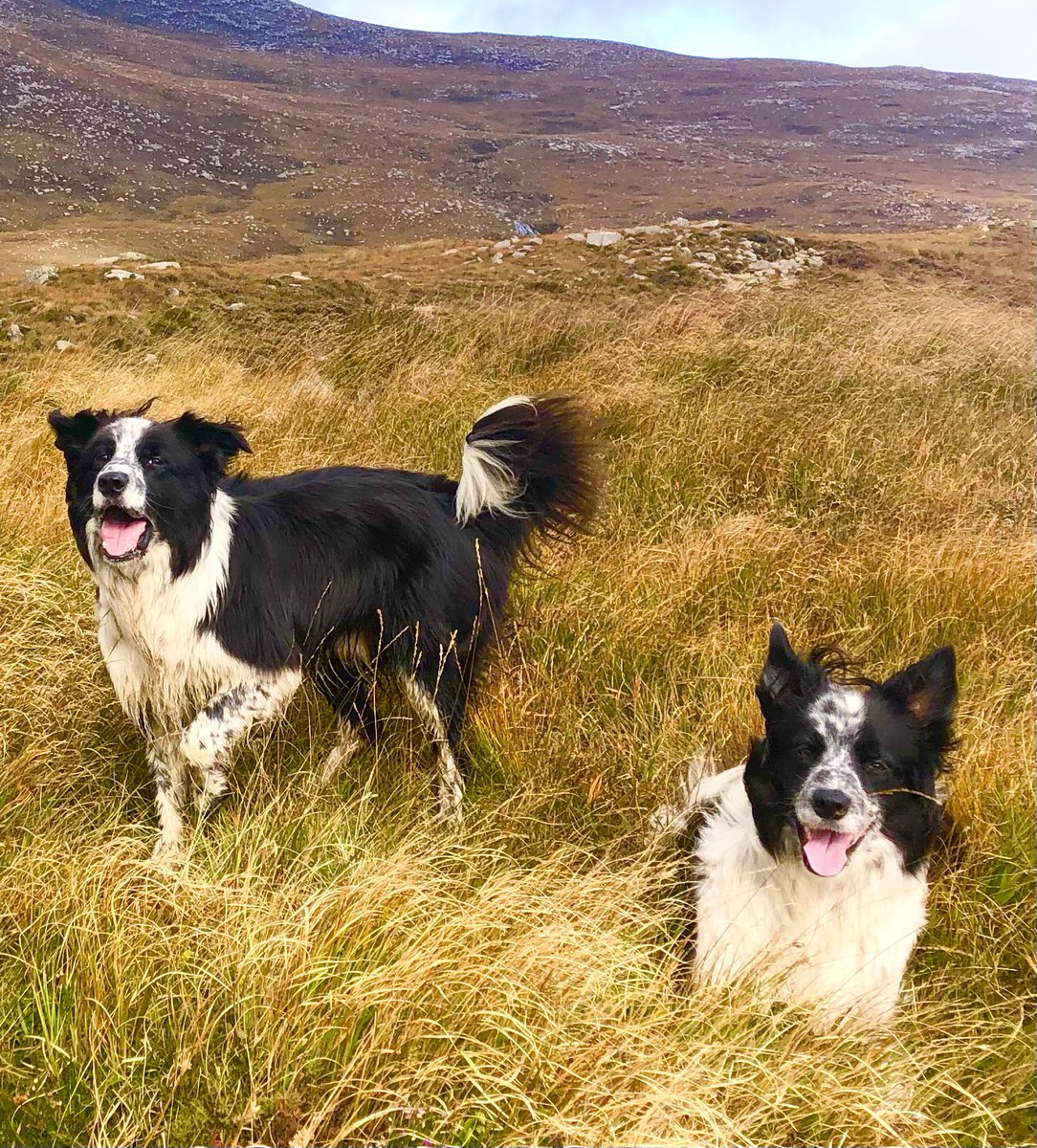 zakthecolliedog's tweet image. HAPPY FRIDAY!
Annual check up at the vets - told we are super healthy collies - so Mrs H treated us to a longer morning trot out!
💚🐕🐾🐕🐾💚

Check out our new Zak &amp;amp; Co range cherrydidi.com/collections/za… - all supporting @BCTGB &amp;amp; #searchdogs 

#jessedog #jackthelad #zakthecolliedog
