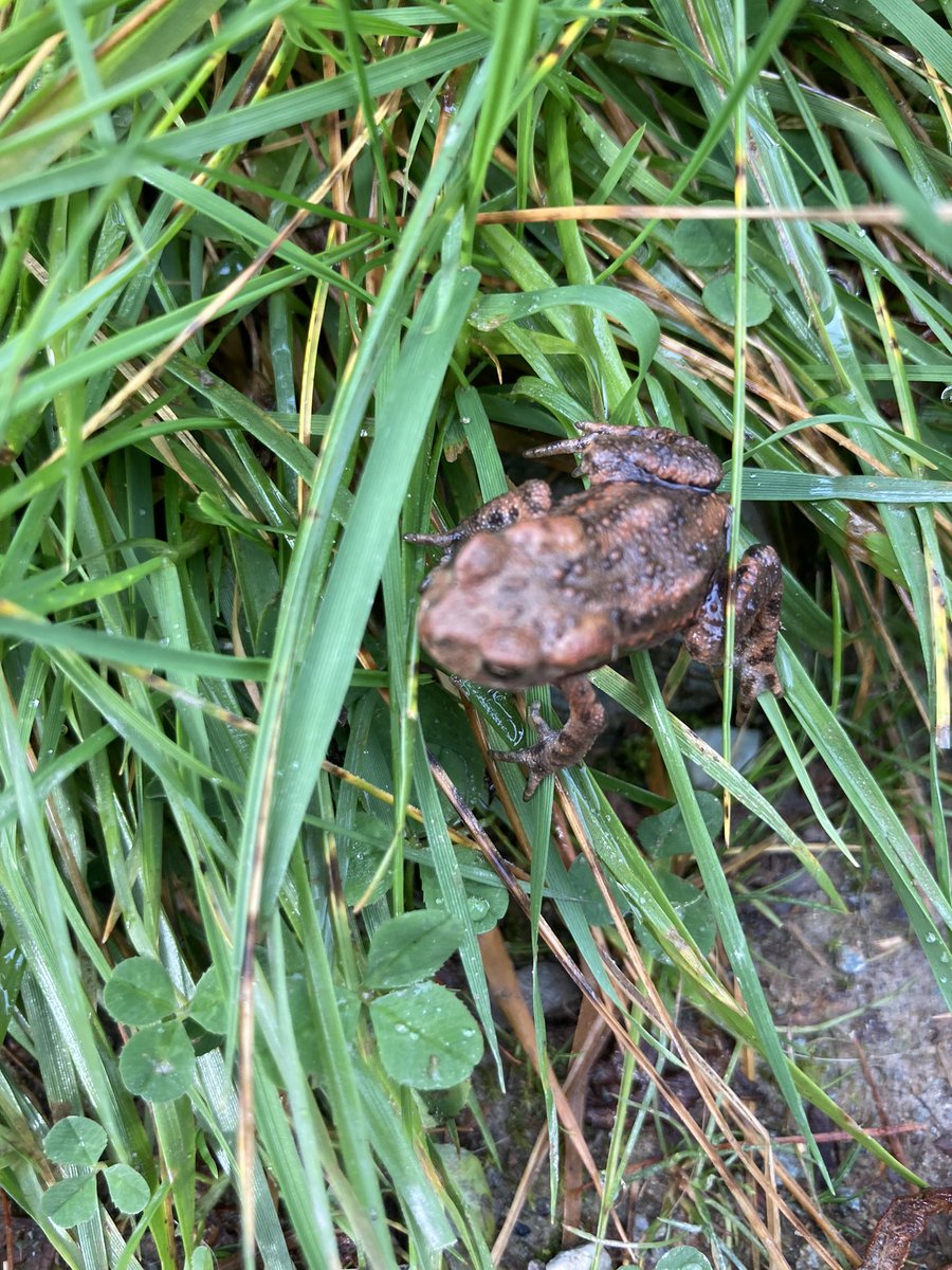 rooobarb83's tweet photo. @UKAmphibians @froglifers Help please Twitter experts! Is this a froglet or a toadlet? And what type? #frog #toad #wildlife https://t.co/eDkbsw43jb
