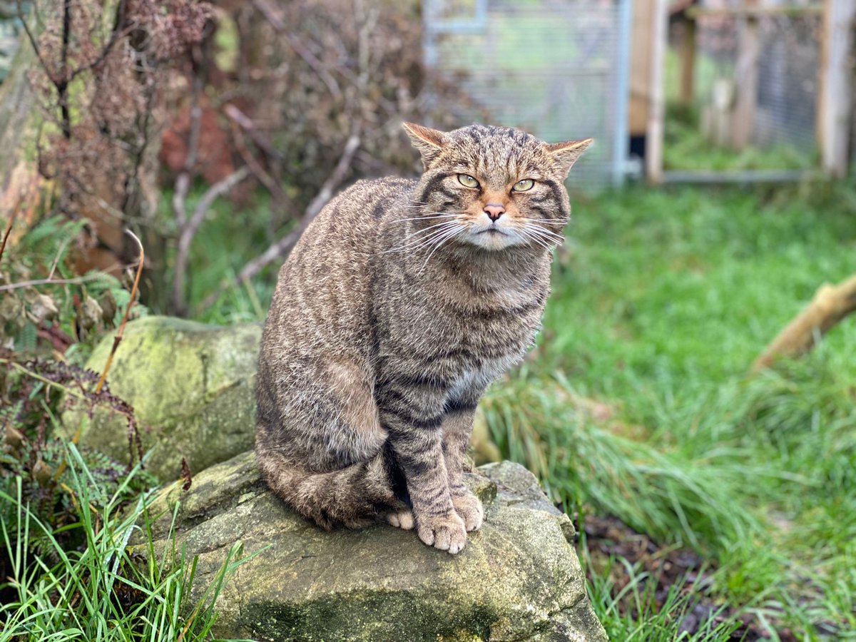 We're one of 22 @BIAZA conservation projects shortlisted for the new Great British Wildlife Restoration award 🎉 British wildlife is in decline and needs serious help. This award is helping to raise the profile of native species conservation work ➡ savingwildcats.org.uk/greatbritishwi…