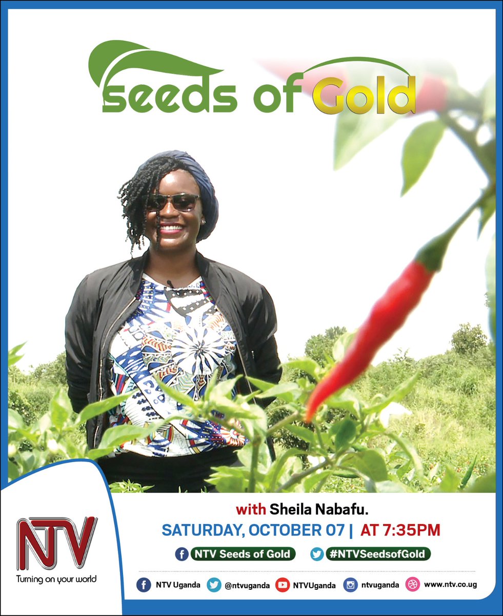 Let's talk Chilli pepper farming tomorrow at 7:35pm only on @ntvuganda @rosemaryuganda @SandraNabasirye  @NARVYSUEATELIER