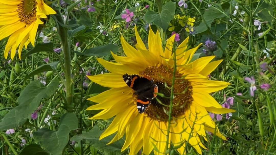 evesham ramblers tweet media