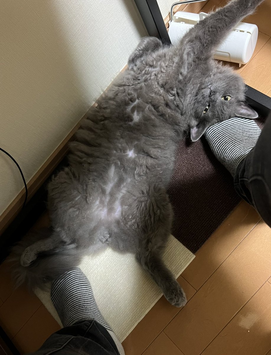 asami_amu's tweet photo. 仕事中足元で寝るにゃんこ…かわいい(*´꒳`*) https://t.co/KrGcVXaoEa