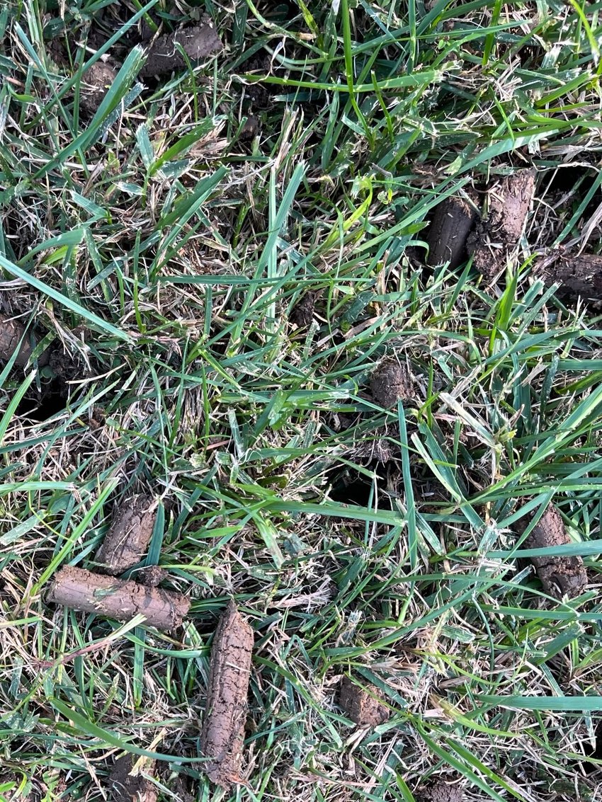 Punching holes and dropping seed -- your neighbors will be jealous!