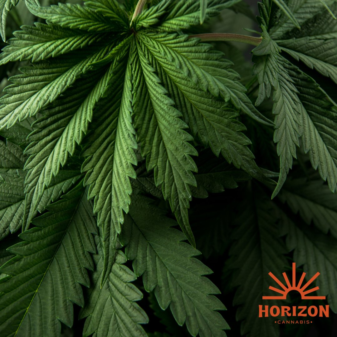 Step into the premium side of things. Here, we truly comprehend the discerning needs of both medical and recreational users, ensuring top-notch product quality.