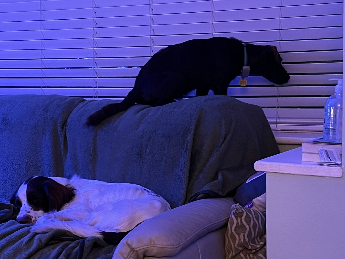 Keeping an eye on those pesky neighbours even if Hoomum shuts the blinds!!!