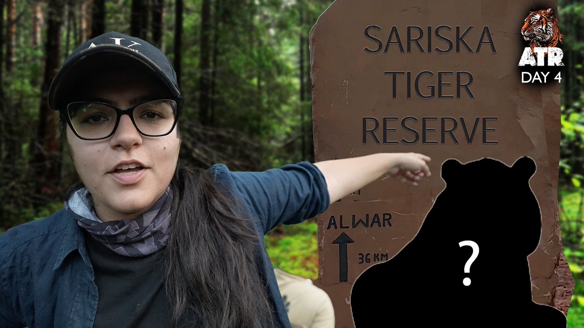 Here is the latest vlog from Project ATR! It took us 6 HOURS to track this TIGER | ATR VLOG- 3 youtu.be/yqmIBYxj3yo #ProjectATR #ATRwithAarzoo