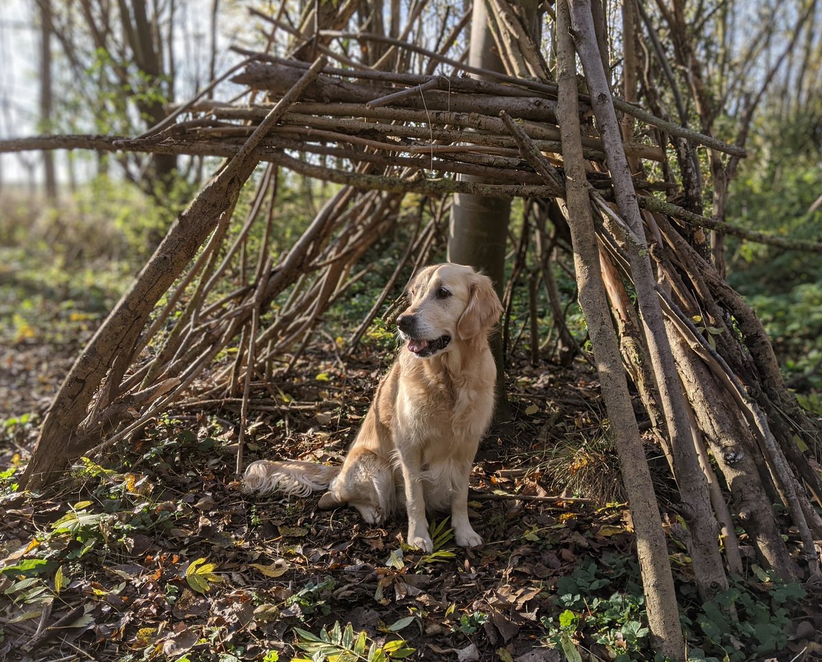 🔟th birthday today 🥳  woodland walk to celebrate 🎉 ❤️

#dogcelebration 
#goldenretrievers
<a href="/canine_partners/">Canine Partners</a>