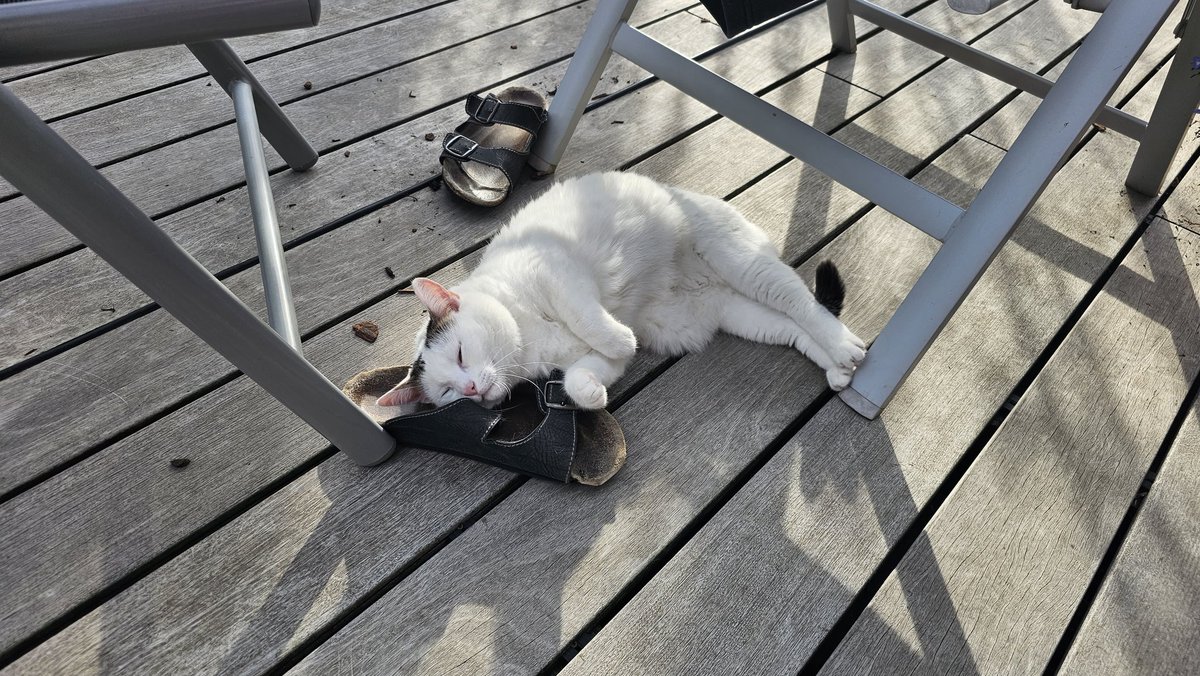 TWeinlein's tweet photo. Frauen & Schuhe - a never ending lovestory 😅
#Muusi #Katze #Katzen #KatzealsDeko #Cats #CatsofTwitter https://t.co/I2lVfrmAT8