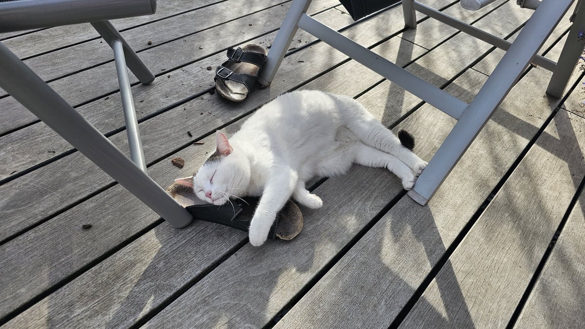 TWeinlein's tweet photo. Frauen & Schuhe - a never ending lovestory 😅
#Muusi #Katze #Katzen #KatzealsDeko #Cats #CatsofTwitter https://t.co/I2lVfrmAT8