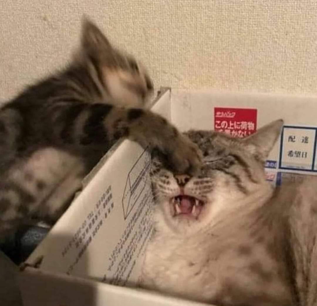 F7w2e0wWwAA2_N3?format=jpg&name=medium