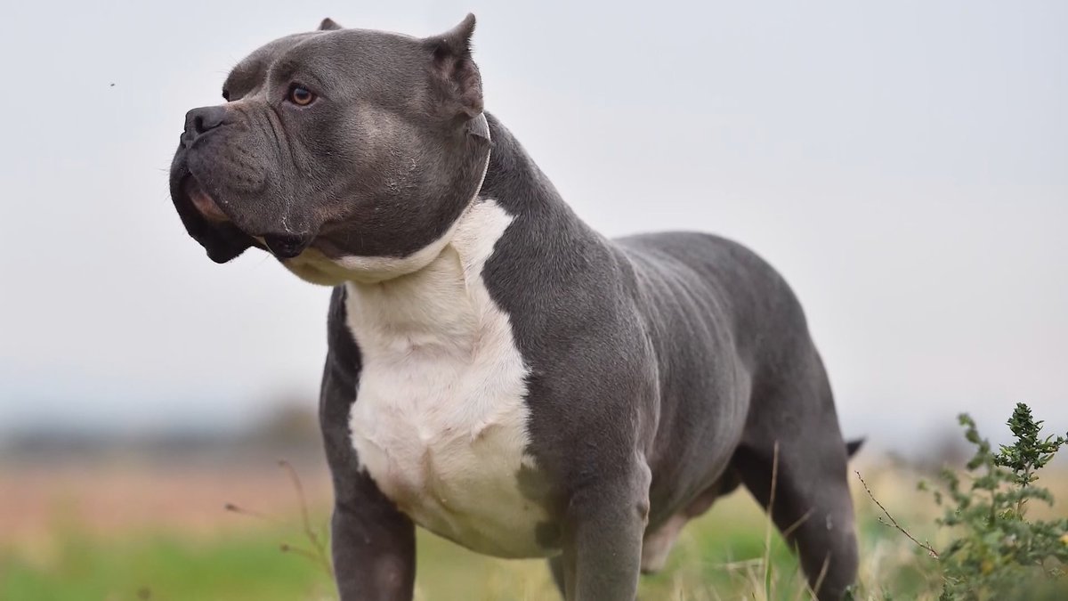 Mel Barham (@melbarhamitv) on Twitter photo Tonight on <a href="/GranadaReports/">ITV Granada Reports</a> we’re asking should American Bully XL dogs be banned?
Send us your views and we’ll try and reflect as many on the prog as we can Tonight on <a href="/GranadaReports/">ITV Granada Reports</a> we’re asking should American Bully XL dogs be banned?
Send us your views and we’ll try and reflect as many on the prog as we can