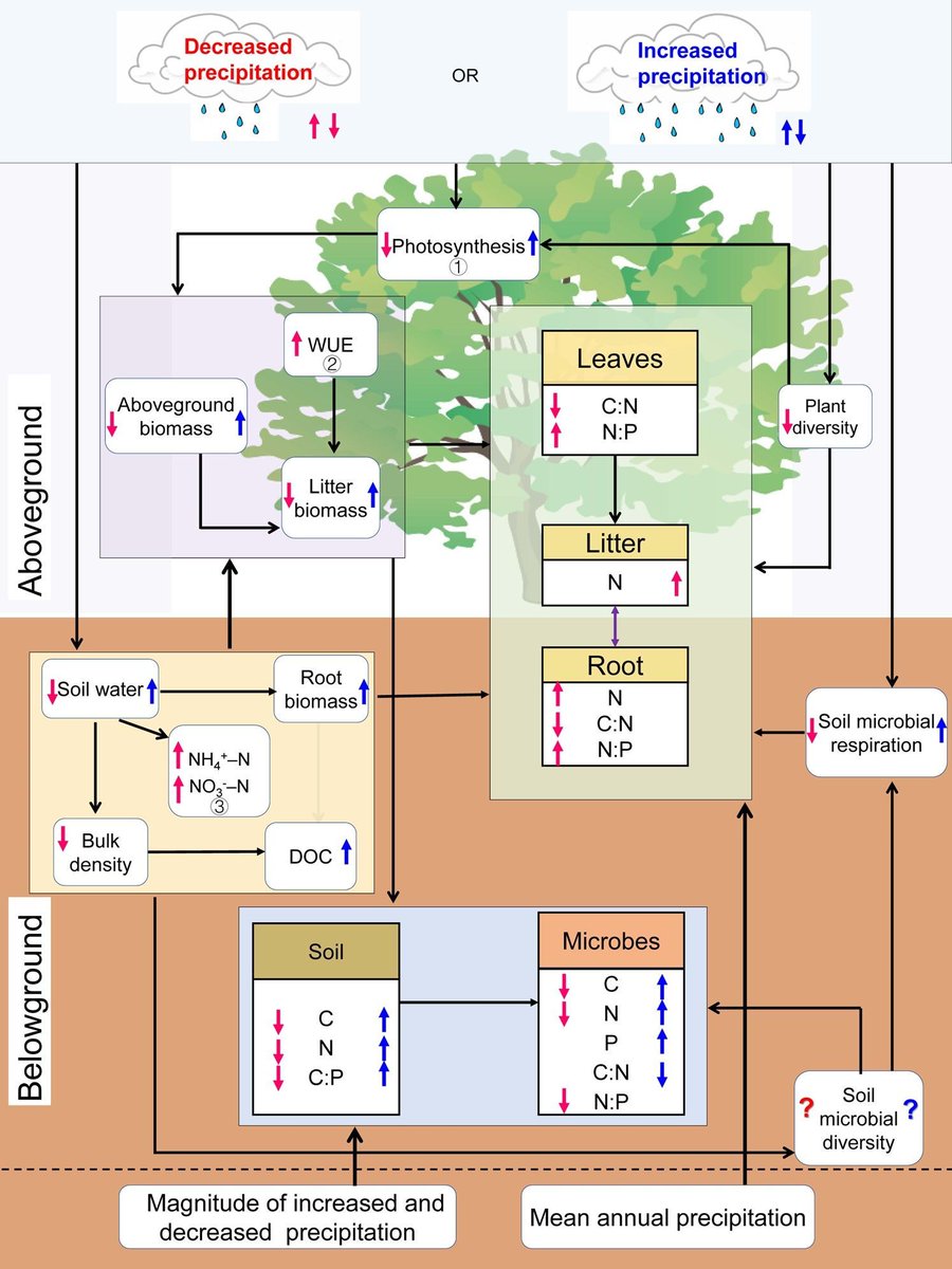 GlobalChangeBio's tweet photo. || NEW RESEARCH ||
C:N:P stoichiometry of plants, soils, and microorganisms: Response to altered precipitation 

📃 https://t.co/97cLvOmgy1 https://t.co/HKSQXGWraY