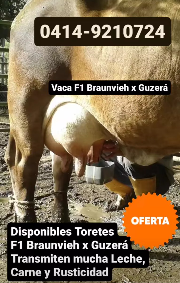 DISPONIBLES TORETES PUROS GUZERA Y F1 GUZERA x PARDO. 

LA MEJOR OPCIÓN PARA PRODUCIR HEMBRAS LECHERAS Y TOROS PESADOS.

Criamos ganado Guzerá DOBLE PROPÓSITO desde 1973.  Tel: 0414-9210724 Instagram: @ganadof1