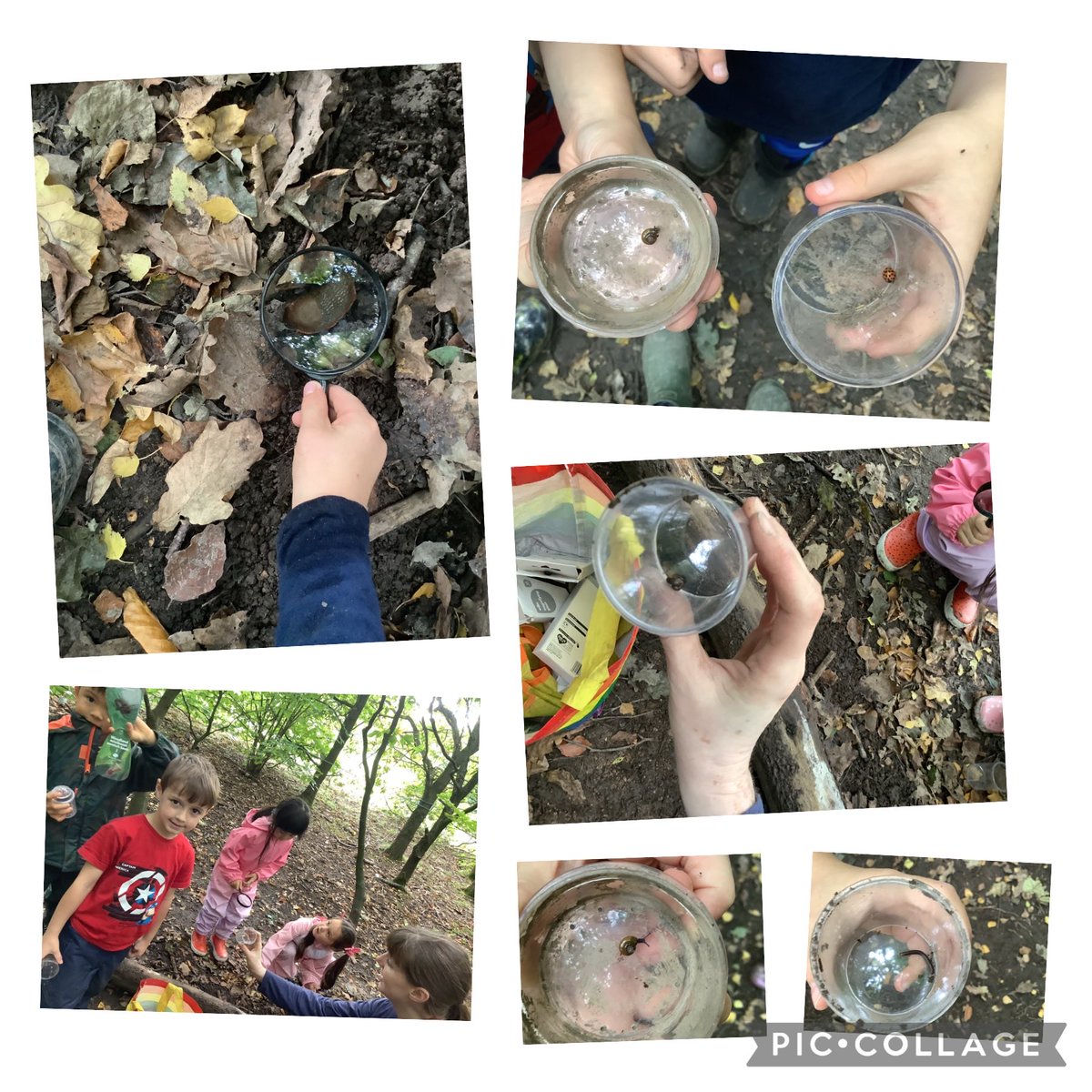 StPhilipsY1B's tweet photo. Forest school today included a mini beast hunt, we found lots of different creatures. We guided a blinded folded friend through the woods to find a tree using our directional language. @StPhilipCEAP #teamstphilips https://t.co/AIlLXmRs4b