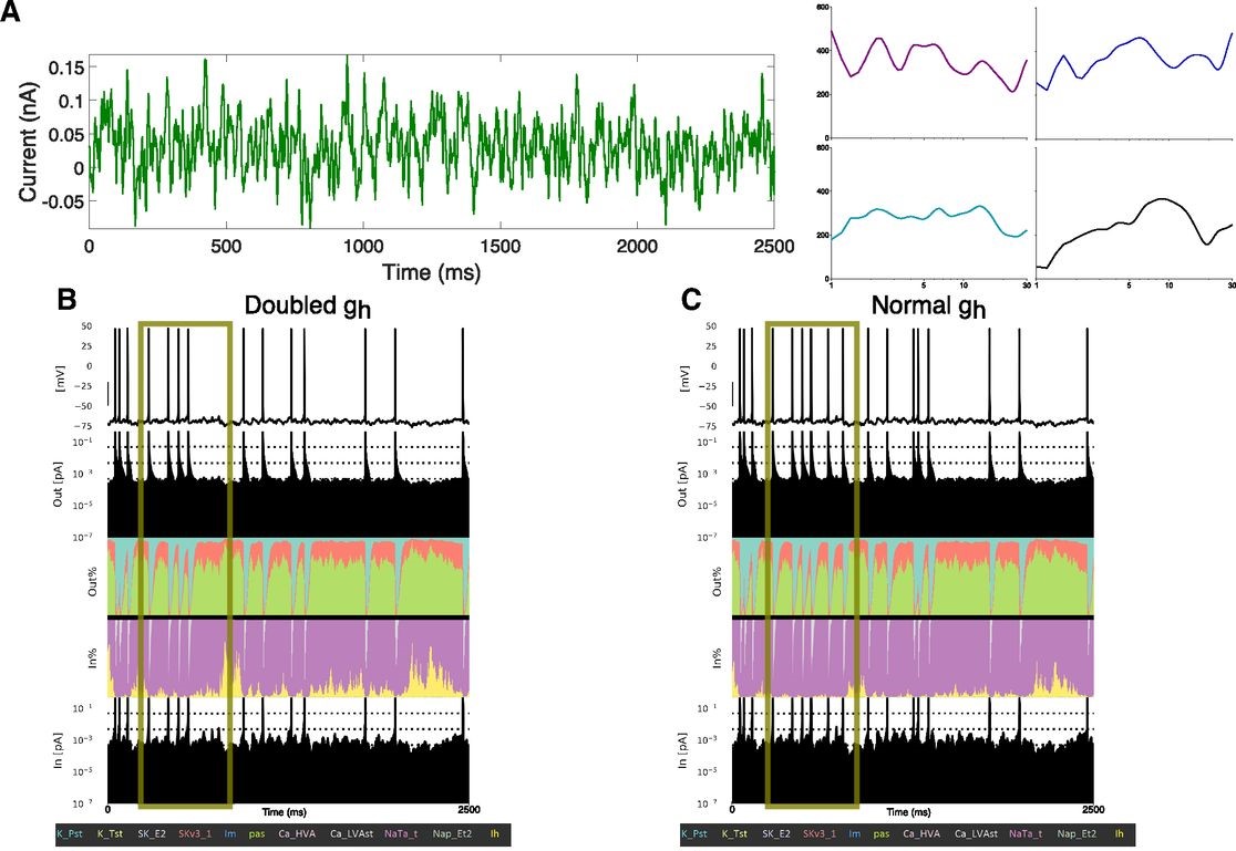 SfN Journals (@sfnjournals) on Twitter photo #eNeuro: #eNeuro: Inibhunu, <a href="/moradi_homeira/">Homeira Moradi</a>, <a href="/francesskinner/">Frances Skinner</a>, <a href="/RichCompNeuro/">Scott Rich, Ph.D 🧠</a>, and <a href="/DrValiante/">Dr. Valiante</a> <a href="/KBI_UHN/">Krembil Brain Institute</a> used computational tools to connect unique dynamics of the h-current to the spiking frequency preference of human L5 cortical pyramidal neurons.
eneuro.org/lookup/DOI/10.… #eNeuro: #eNeuro: Inibhunu, <a href="/moradi_homeira/">Homeira Moradi</a>, <a href="/francesskinner/">Frances Skinner</a>, <a href="/RichCompNeuro/">Scott Rich, Ph.D 🧠</a>, and <a href="/DrValiante/">Dr. Valiante</a> <a href="/KBI_UHN/">Krembil Brain Institute</a> used computational tools to connect unique dynamics of the h-current to the spiking frequency preference of human L5 cortical pyramidal neurons.
eneuro.org/lookup/DOI/10.…