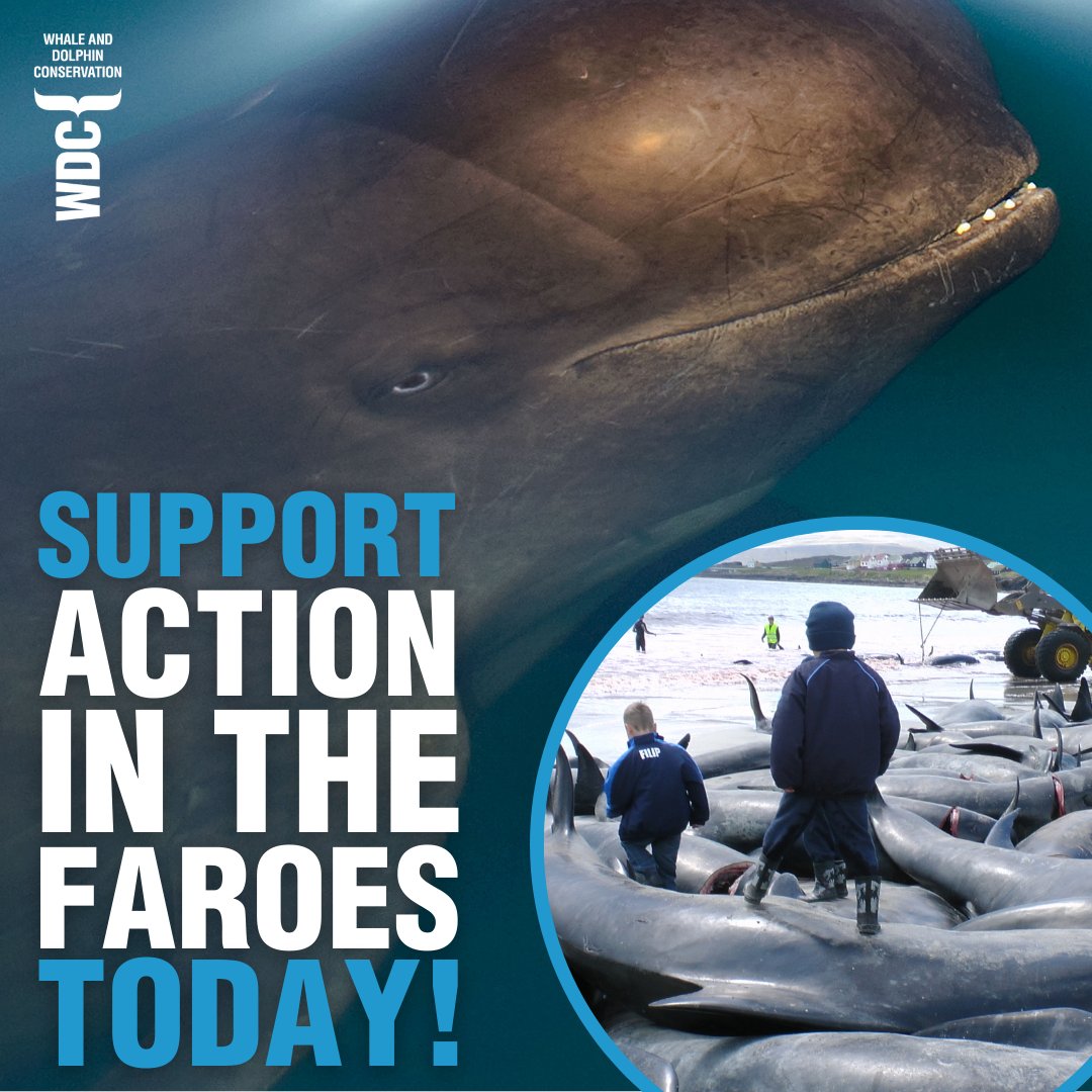 whalesorg's tweet photo. Over the last few weeks, we've been sharing our support of the Faroese people who are opposed to the hunts. Foreign protest won't end the hunts - change must come from within!

Help inspire positive action in the Faroes Islands with a donation today 👉https://t.co/KCij1MeuTn

The tide is turning against the killing and eating of whales and dolphins, and with your help we will nurture this growing movement.
#BeMorePilotWhale

📷 Christopher Swann