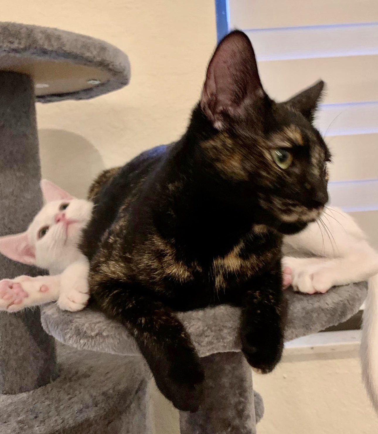 Ugly white best sale cats