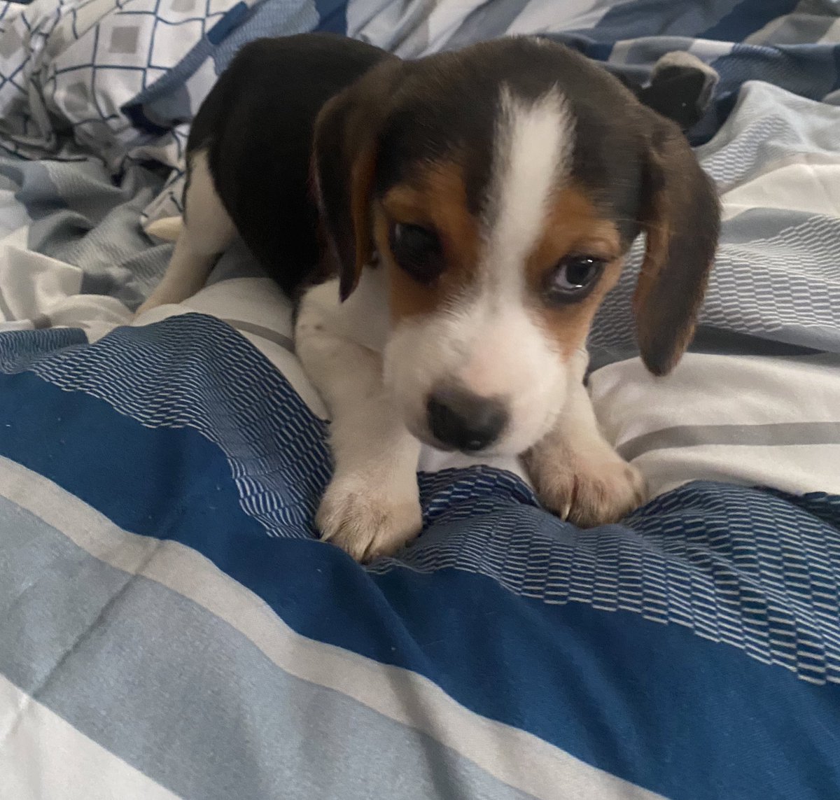 𝘾𝙚𝙧𝙧𝙖 tweet media