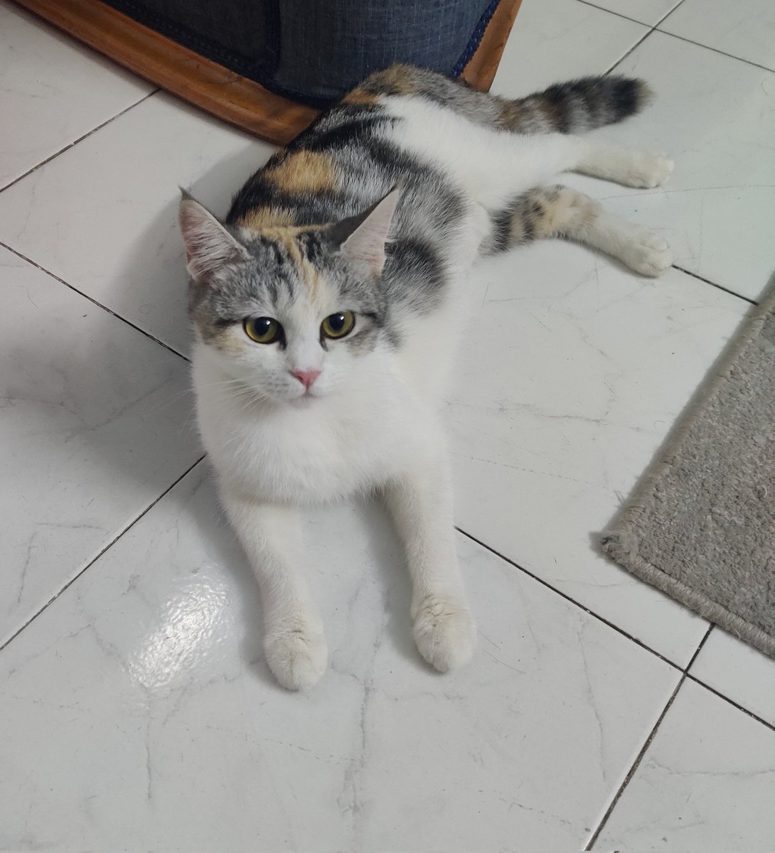 cookie_eater9000☄️ tweet media