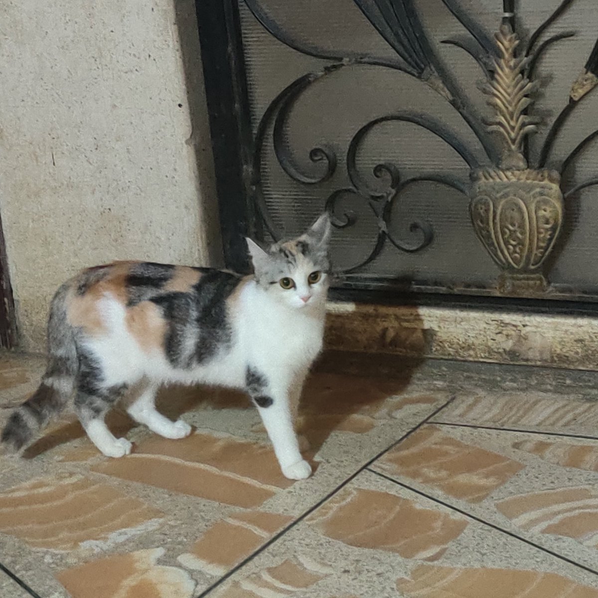 cookie_eater9000☄️ tweet media