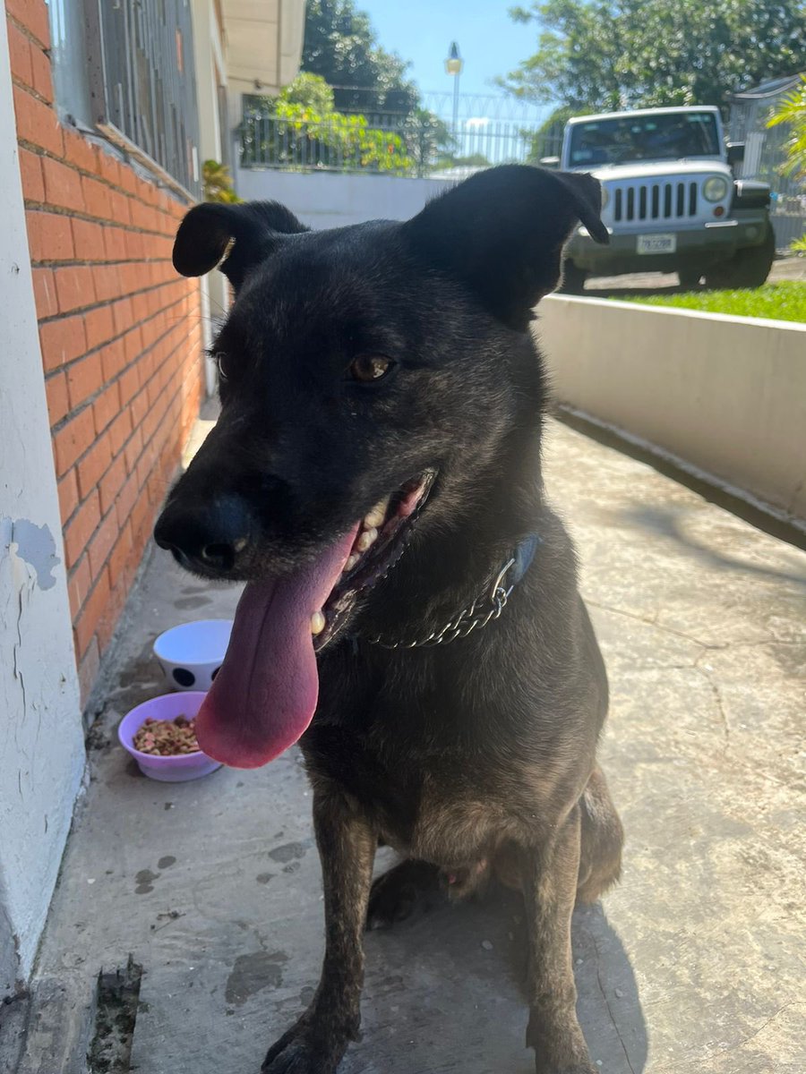 real_jesko's tweet photo. Gente, nos encontramos este perrito en Guachipelín andando solo por la calle. Parece que se escapó de una casa. 

Me ayudan con un RT a ver si encontramos a los dueños? https://t.co/nfIBbafltp